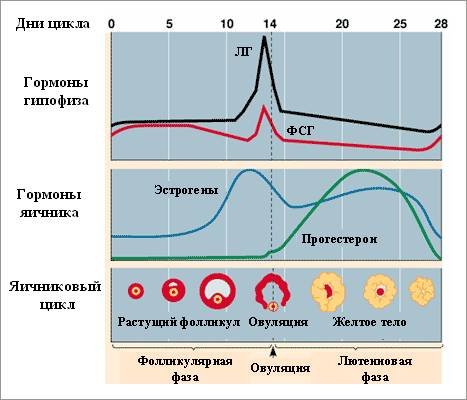 Определение наличия беременности с помощью измерения базальной температуры