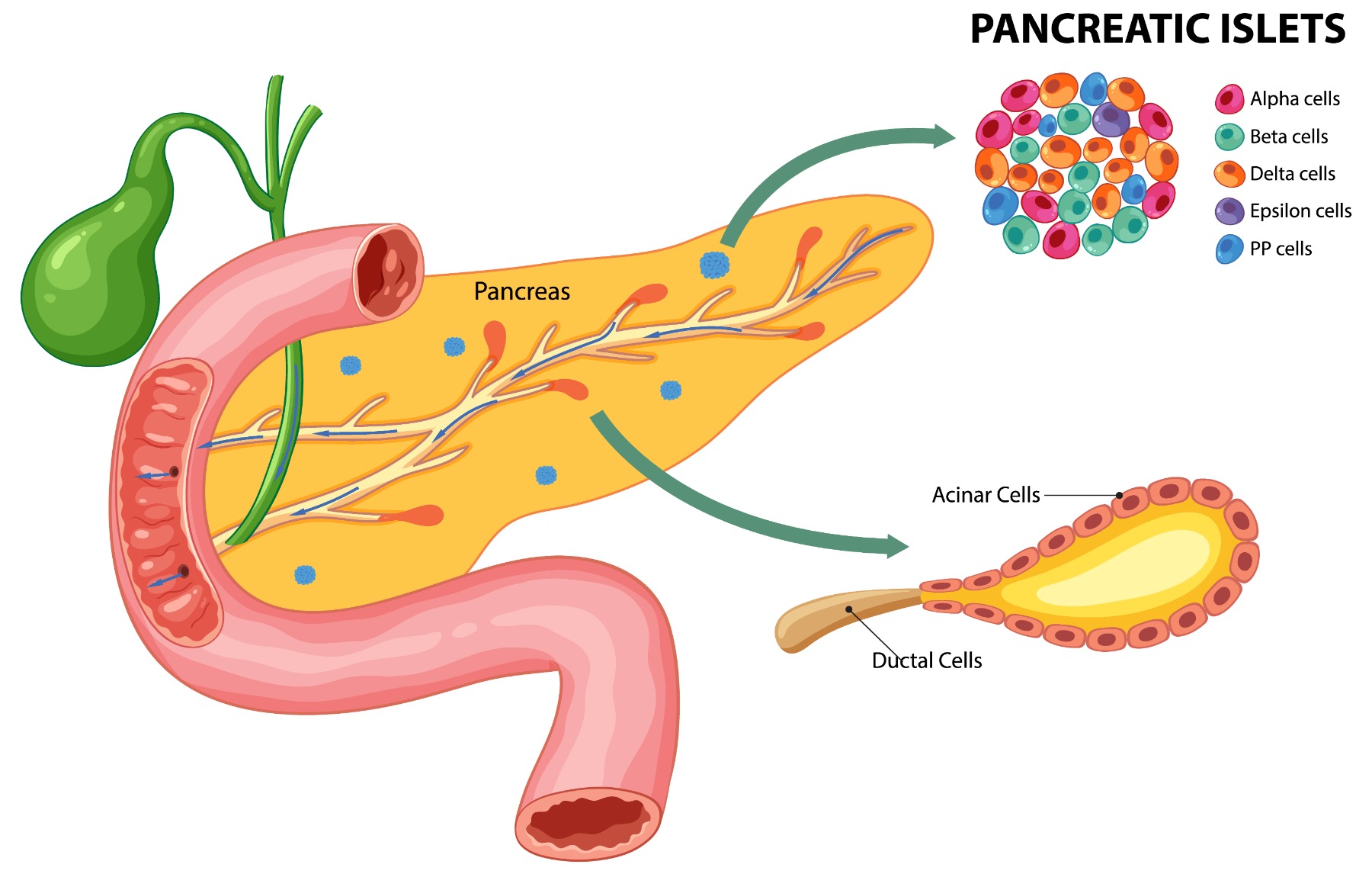 The Complete Gallbladder Health Guide